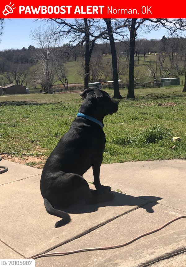 Lost Male Dog last seen Near and E Imhoff rd, Norman, OK 73026