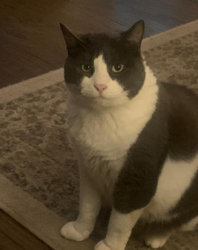 Lost Male Cat last seen Tom Hall and Steele Street, Fort Mill, SC 29715