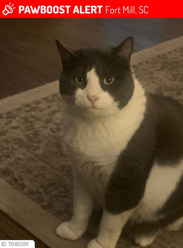 Lost Male Cat last seen Tom Hall and Steele Street, Fort Mill, SC 29715