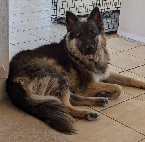 Lost Male Dog last seen McMurray and Colorado in casa grande AZ, Casa Grande, AZ 85122