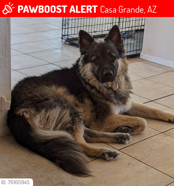Lost Male Dog last seen McMurray and Colorado in casa grande AZ, Casa Grande, AZ 85122