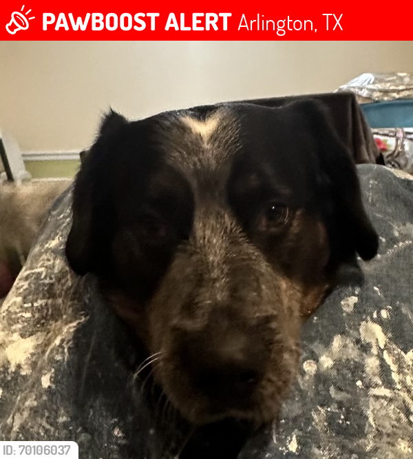 Lost Male Dog last seen New York , Arlington, TX 76010