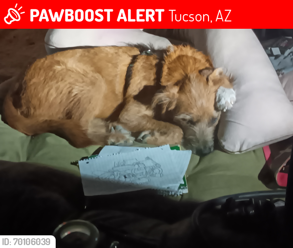 Lost Male Dog last seen Near S Sierrita Mountain Rd, Tucson, AZ 85736, Tucson, AZ 85736