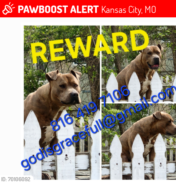 Lost Male Dog last seen Near hgwy and 435, Kansas City, MO 64129