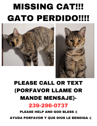 Lost Female Cat last seen EDISTO WAY, Lago Del Sol apmts, , Fort Myers, FL 33908