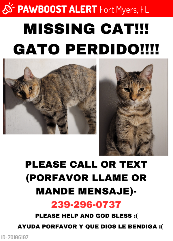 Lost Female Cat last seen EDISTO WAY, Lago Del Sol apmts, , Fort Myers, FL 33908