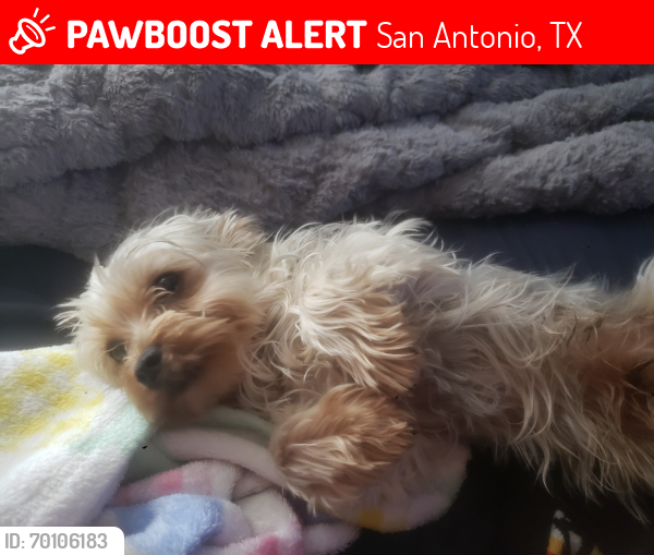 Lost Male Dog last seen Pickford ave and memorial st, San Antonio, TX 78228
