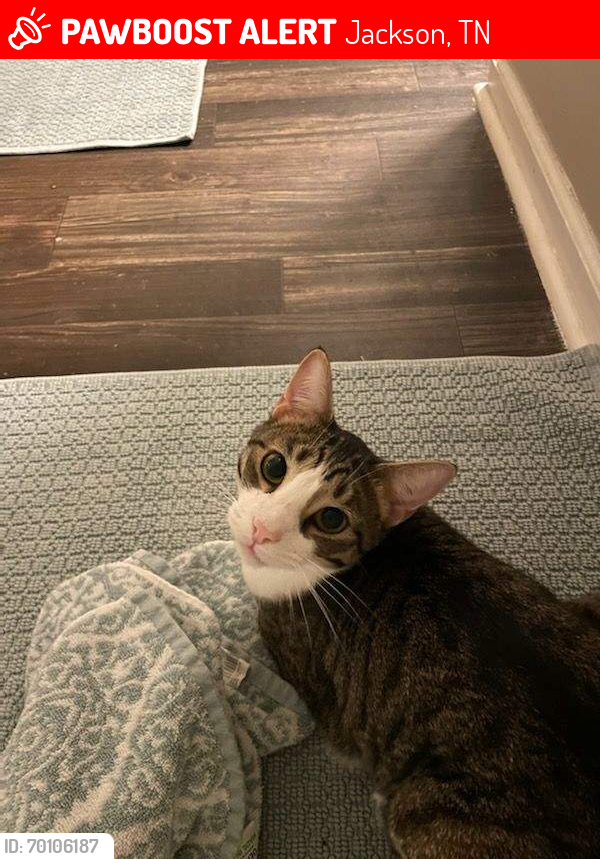 Lost Male Cat last seen Wallace rd and greenway dr, Jackson, TN 38305