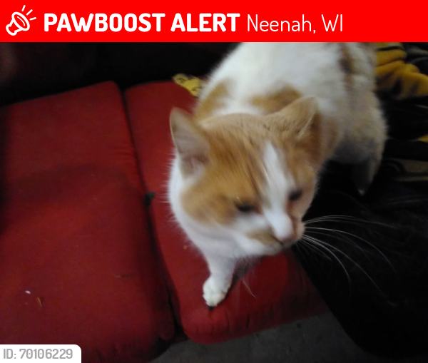 Lost Female Cat last seen Left 200 bond street or is stolen by ymca area neenah off commercial st , Neenah, WI 54956