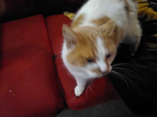 Lost Female Cat last seen Left 200 bond street or is stolen by ymca area neenah off commercial st , Neenah, WI 54956
