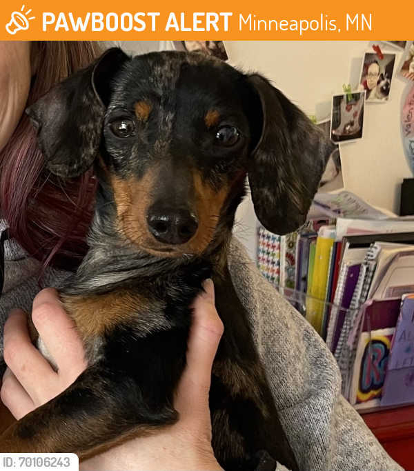 Rehomed Female Dog last seen Polk street and 30th Ave NE Minneapolis, Minneapolis, MN 55418
