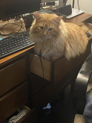 Lost Male Cat last seen Town and country , Whitehall, OH 43213