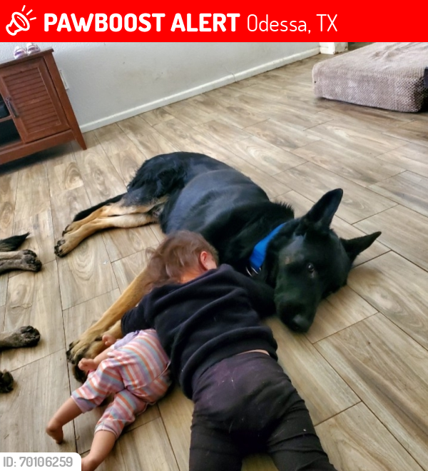 Lost Male Dog last seen 17th St, Odessa, TX 79761