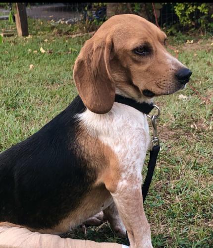Lost Female Dog last seen Booher Springs Road, Booher Rd., King College, Shakesville Road, Valley drive,  King Mill Pike , Bristol, VA 24203