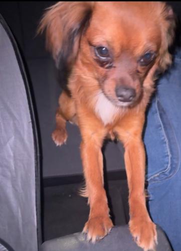 Lost Male Dog last seen  Sugita LN  89115 , Owens Cross Roads, AL 35763