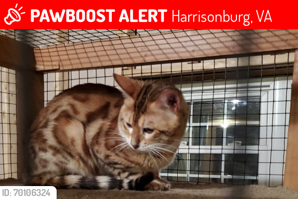 Lost Male Cat last seen Carriage drive Harrisonburg va , Harrisonburg, VA 22801