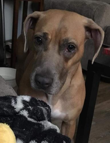 Lost Female Dog last seen Outer drive, Knoxville, TN 37921