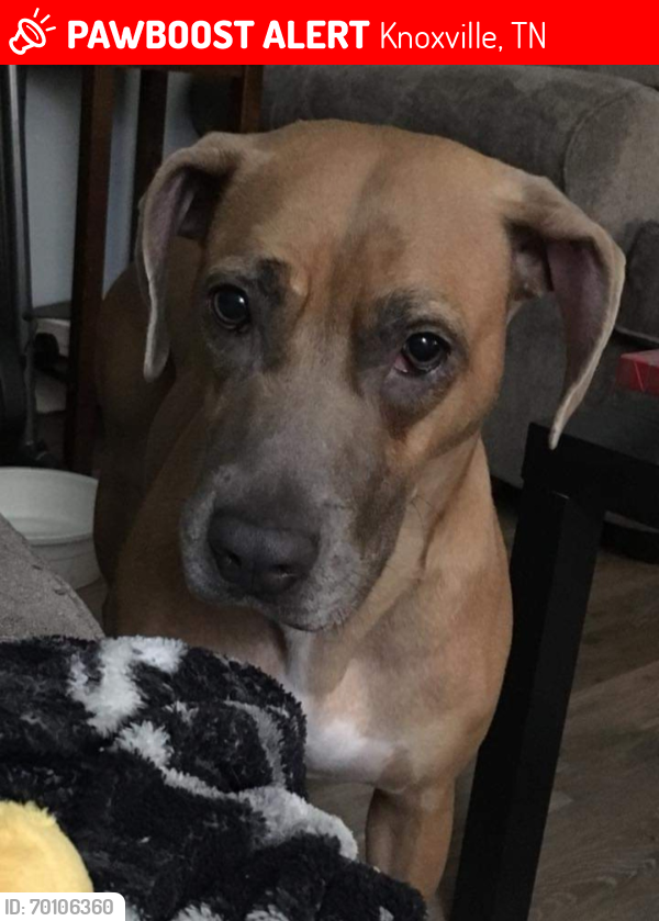Lost Female Dog last seen Outer drive, Knoxville, TN 37921