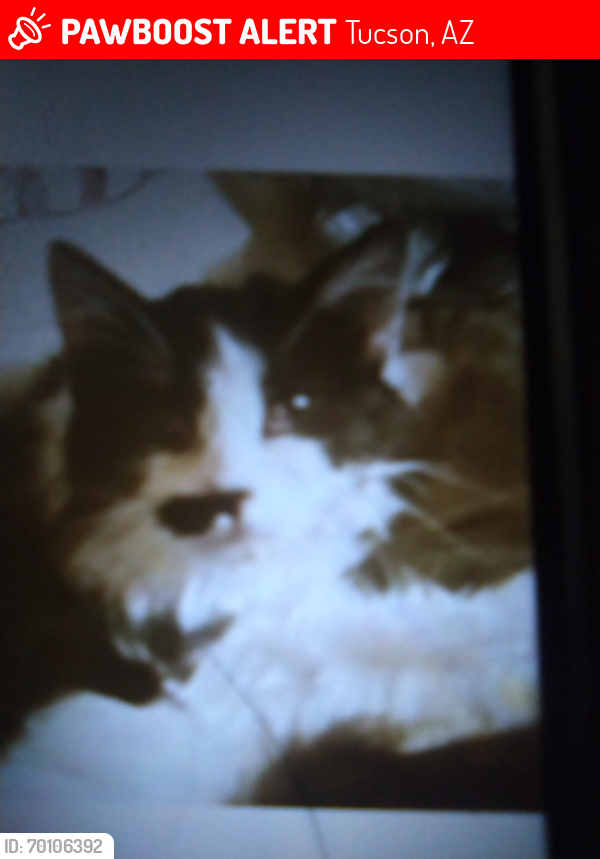 Lost Unknown Cat last seen 36th Street and County club , Tucson, AZ 85713
