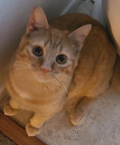 Lost Male Cat last seen Mission and Old Grove.  He was recently spotted in the Wind Flower Way and  Avenida del Gado., Oceanside, CA 92057