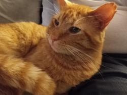Lost Male Cat last seen Preston Valley Shopping Center 75230, Dallas, TX 75230