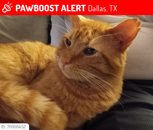 Lost Male Cat last seen Preston Valley Shopping Center 75230, Dallas, TX 75230