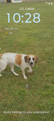 Lost Female Dog last seen Fleming Rd, off 220 Junction, wv, Hampshire County, WV 26710