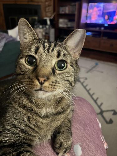 Lost Male Cat last seen Genito road by walgreens, Chesterfield County, VA 23832