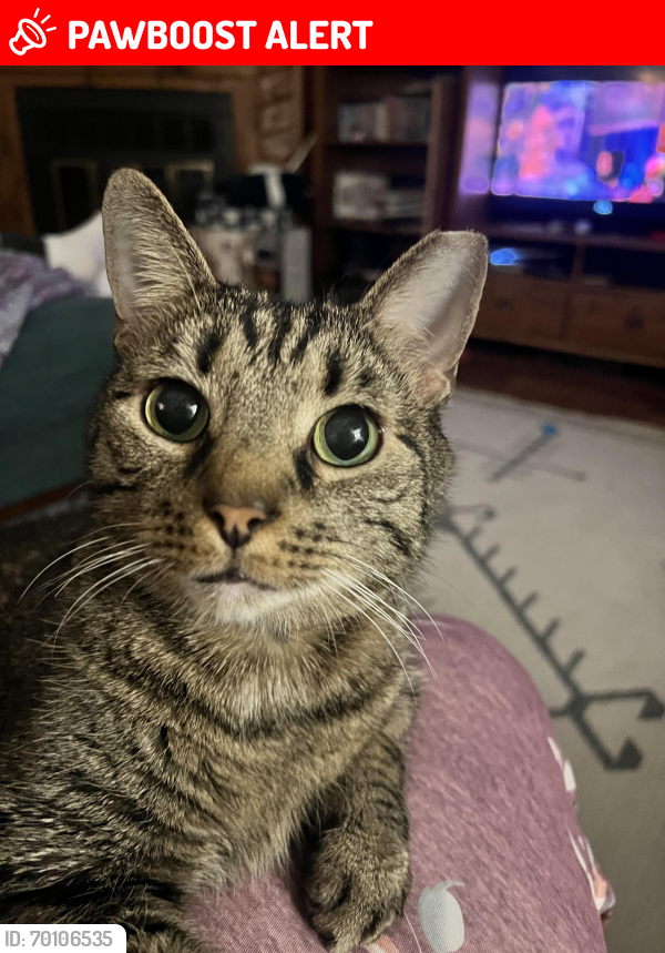 Lost Male Cat last seen Genito road by walgreens, Chesterfield County, VA 23832