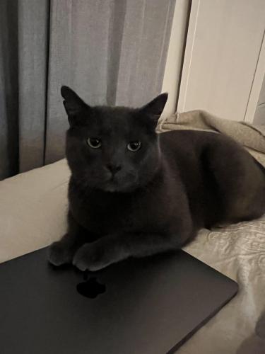 Lost Male Cat last seen Near -6 Axford Crescent OAKLEIGH SOUTH, Oakleigh South, VIC 3167