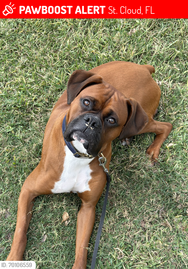 Lost Male Dog last seen Sergeant Graham Drive and Neptune Road, St. Cloud, FL 34769