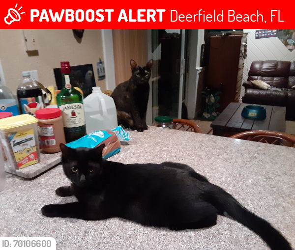 Lost Male Cat last seen Powerline and hillsboro, Deerfield Beach, FL 33442