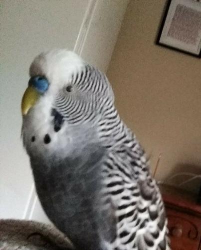 Lost Male Bird last seen Rustling Pines Dr, South Airport Rd, Milton, FL 32570