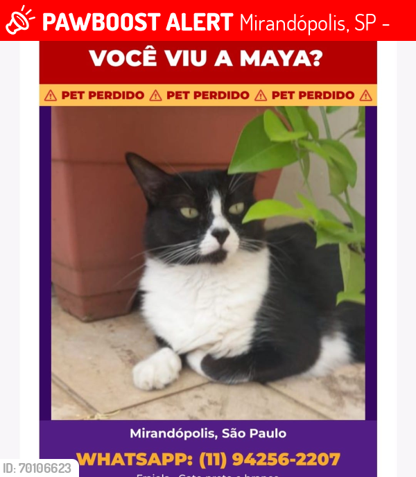 Lost Female Cat last seen Rua joa de almeida, Mirandópolis, SP 04050-030