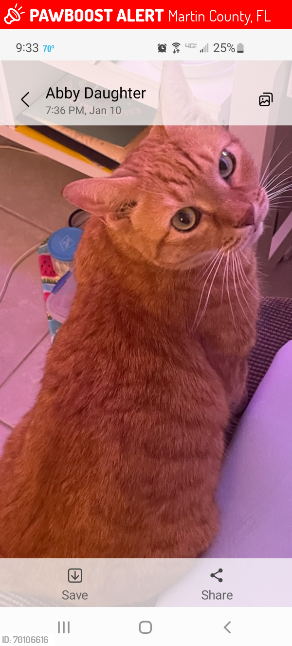 Lost Male Cat last seen Kanner Highway and Halpatiokee Park, Martin County, FL 34997