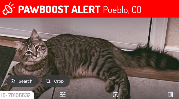 Lost Male Cat last seen Evans & Joliet, Pueblo, CO 81004