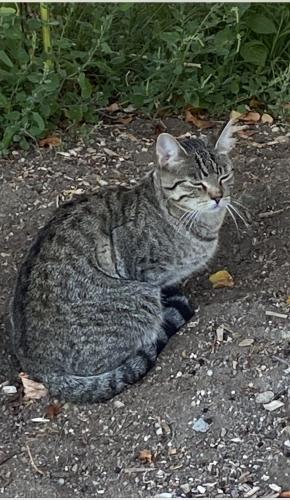 Lost Male Cat last seen Near Block Old Vernon Road, Kelowna, BC V1X 6N8