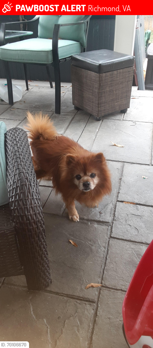 Lost Male Dog last seen Hungary Spring Road and Biscayne Road, Richmond, VA 23294