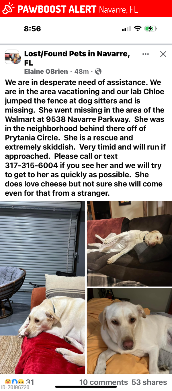 Lost Female Dog last seen Ortega, Navarre, FL 32566