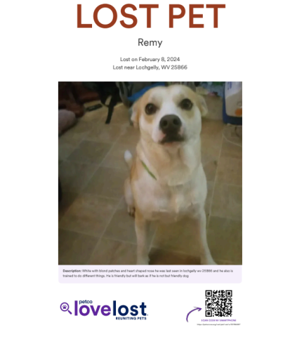 Lost Male Dog last seen Near Access Health Lochgelly Clinic road , Oak Hill, WV 25901