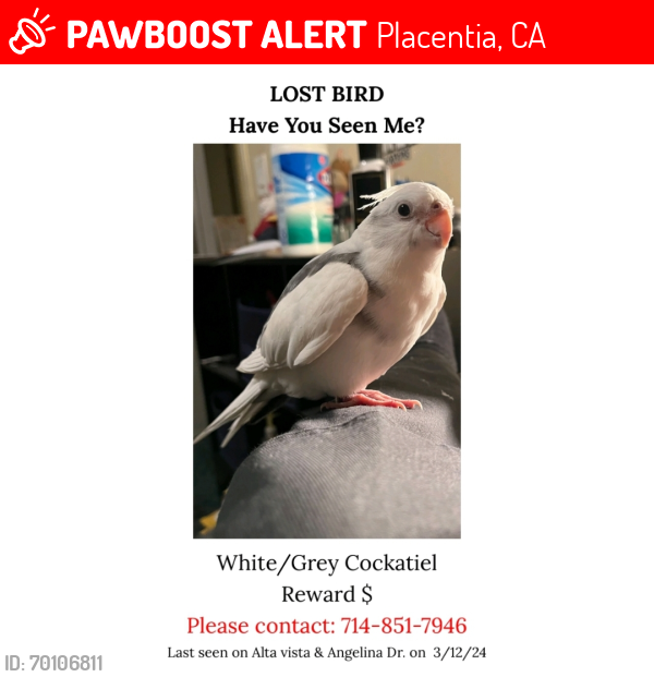 Lost Male Bird last seen Angelina drive.  Between Madison and Altavista , Placentia, CA 92870