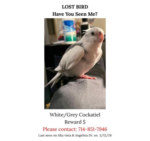 Lost Male Bird last seen Angelina drive.  Between Madison and Altavista , Placentia, CA 92870