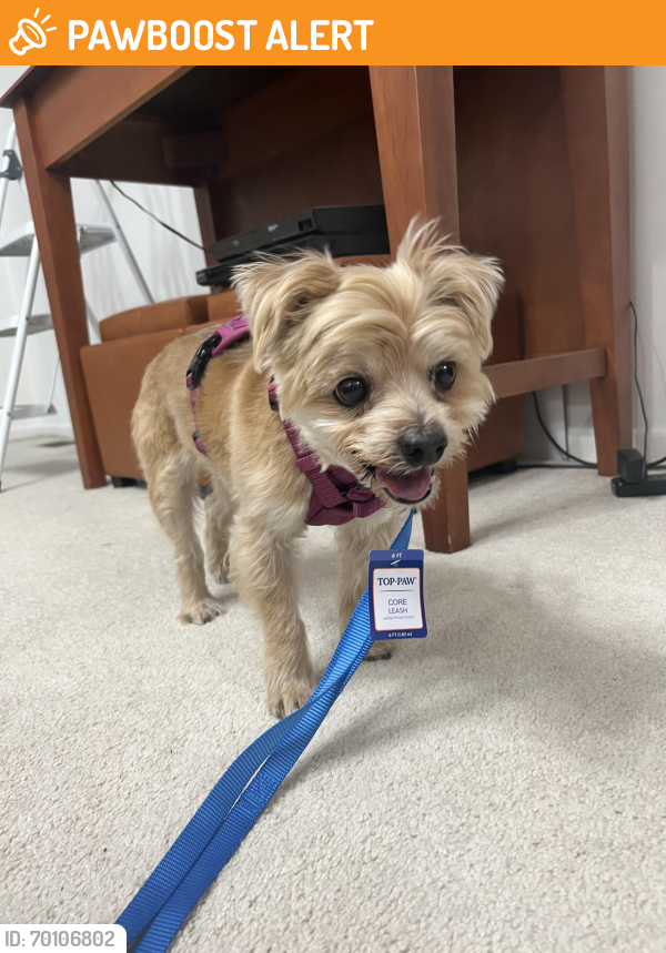 Cleveland Heights, OH Stray Dog Found Near Greyton and Noble Rd in ...