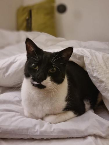 Lost Male Cat last seen Tankerton St, WC1H8HP , Greater London, England WC1H 8HP
