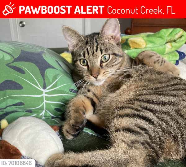 Lost Male Cat last seen Lyons road and  W Hillsboro Blvd., Coconut Creek, FL 33073