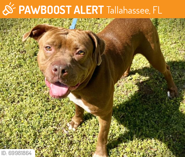 Shelter Stray Female Dog last seen Near BLOCK MACLAY COMMERCE DR, TALLAHASSEE FL 32309, Tallahassee, FL 32311