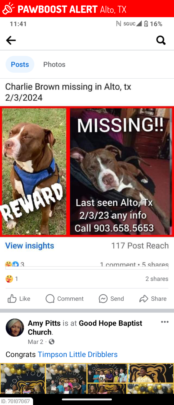 Lost Male Dog last seen Alto, Alto, TX 75925