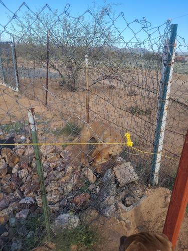 Lost Female Dog last seen Near W Altar Rd, Tucson, AZ 85736, Tucson, AZ 85736