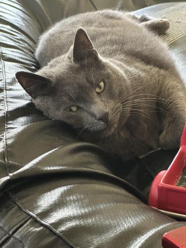 Lost Male Cat last seen Upper Mountain & Townline Rd , Lockport, NY 14094
