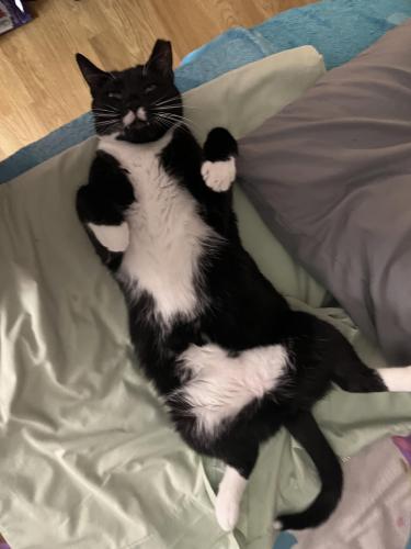 Lost Male Cat last seen Us Citizenship and immigration services and Mobil gas station , Fort Lauderdale, FL 33309